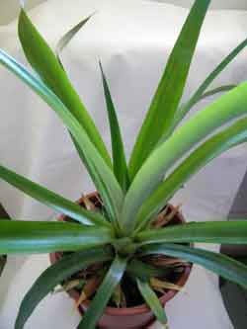 Посадка и выращивание ананаса из верхушки. 02