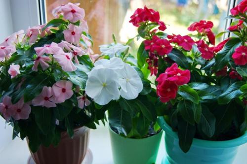 Жизнерадостная красота катарантуса. 02 Жизнерадостная красота катарантуса. 02