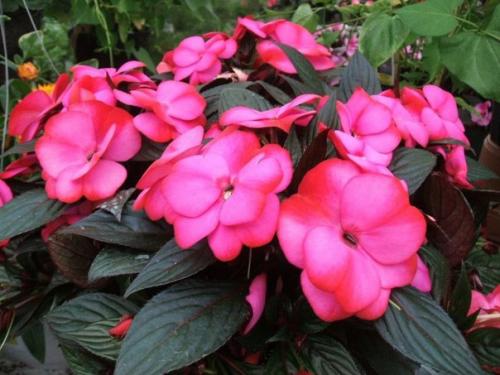 Бальзамин.  Он же Ванька мокрый. 01