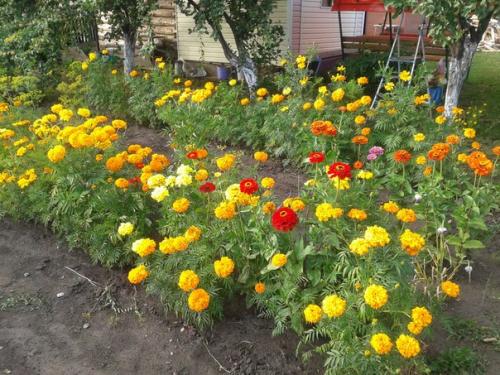 15 однолетников, цветущих все лето. 02