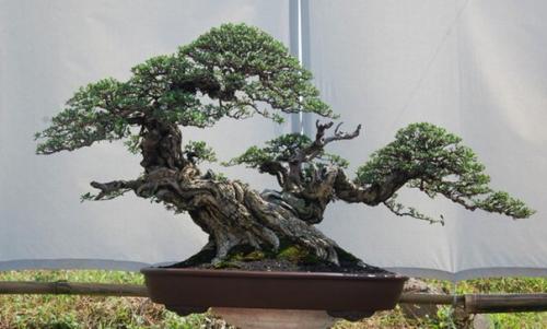 Искусство бонсай.  Мы выращиваем дома? 03