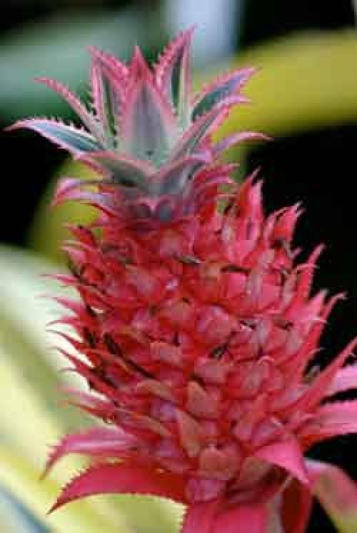 Посадка и выращивание ананаса из верхушки. 03