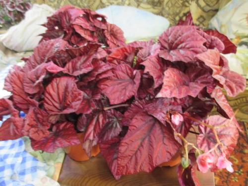 Неприхотливый цветок, пришедший в наши дома и сады из далёких тропиков, привлёк внимание миллионов цветоводов. 06