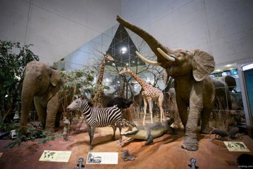 Динозавры, мамонты, автомобили: 11 нехудожественных музеев Москвы. 07