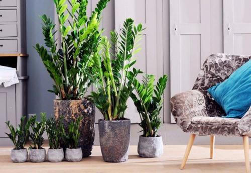 Зеленые экстремалы: 10 Неубиваемых растений для вашего дома.