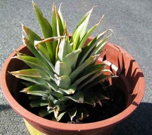 Посадка и выращивание ананаса из верхушки. 01