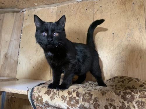 Летом мы нашли этого малыша полуживым в кустах леса … оказались в нужном месте, в нужный час. 02