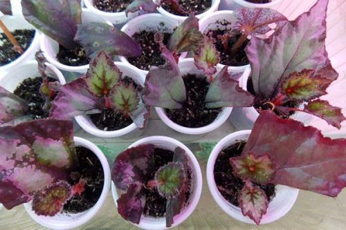 Неприхотливый цветок, пришедший в наши дома и сады из далёких тропиков, привлёк внимание миллионов цветоводов. 02