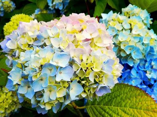 Уход за комнатной гортензией в домашних условиях. 02