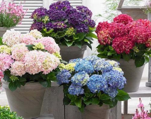 Уход за комнатной гортензией в домашних условиях. 01