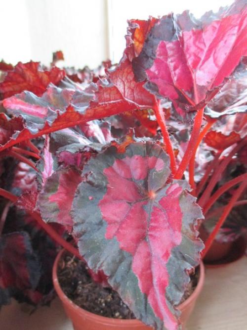 Неприхотливый цветок, пришедший в наши дома и сады из далёких тропиков, привлёк внимание миллионов цветоводов. 09