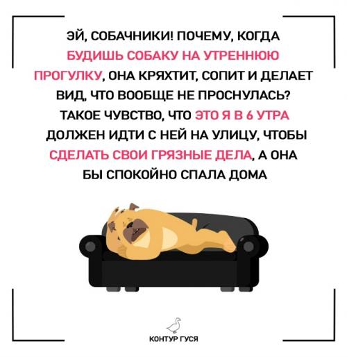 Почему собакам не нужны ваши утренние прогулки? 01