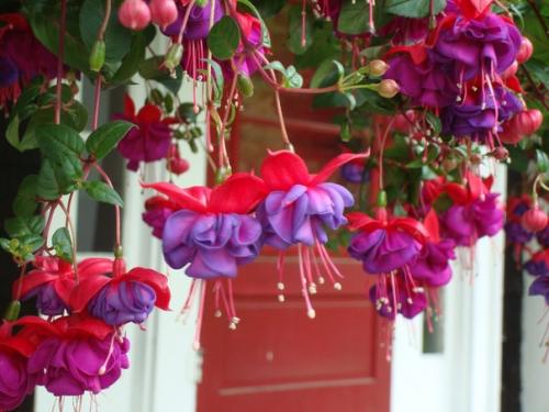 Неповторимая фуксия. Цветы уже давно стали неотъемлемой частью интерьера многих квартир и домов. 04
