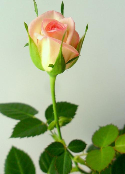 Комнатная роза. Все фото Татьяны Жаворонковой. 03 Комнатная роза. Все фото Татьяны Жаворонковой. 03