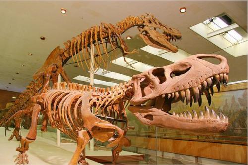 Динозавры, мамонты, автомобили: 11 нехудожественных музеев Москвы. 05