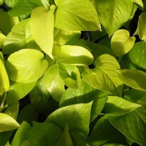 Сциндапсус и эпипремнум. 03