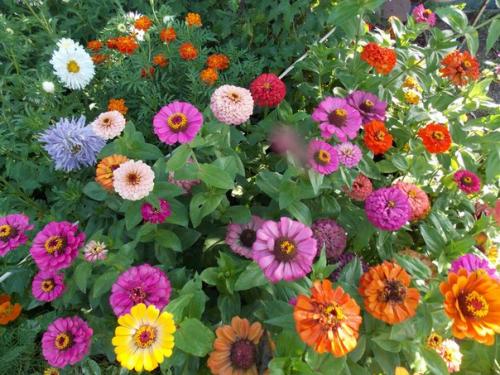 15 однолетников, цветущих все лето. 03