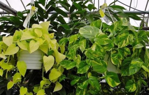 Сциндапсус и эпипремнум. 05