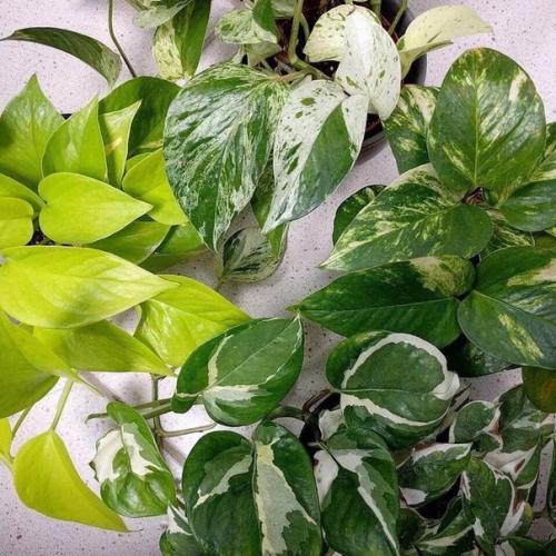 Сциндапсус и эпипремнум. 02