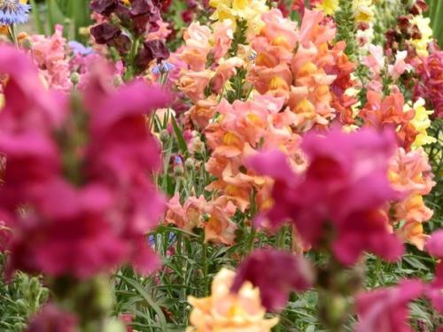 15 однолетников, цветущих все лето. 05