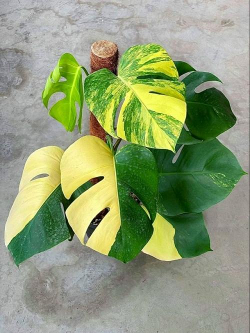 Мамуля сказала мне, что я пока плохой блогер. 03 Мамуля сказала мне, что я пока плохой блогер. 03