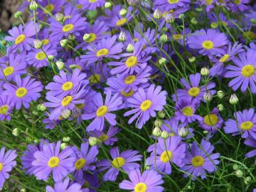 15 однолетников, цветущих все лето. 07