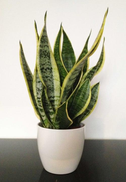 Исцеляющие комнатные растения. 03