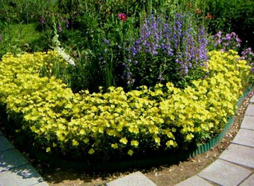 15 однолетников, цветущих все лето. 08