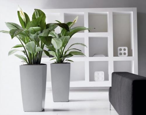 Зеленые экстремалы: 10 Неубиваемых растений для вашего дома. 06