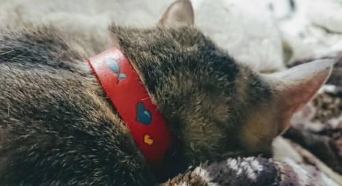 I. C. A. R. E Team - молодой бренд, который заботится о вашей индивидуальности! 01