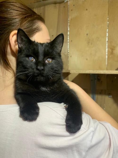 Летом мы нашли этого малыша полуживым в кустах леса … оказались в нужном месте, в нужный час. 03