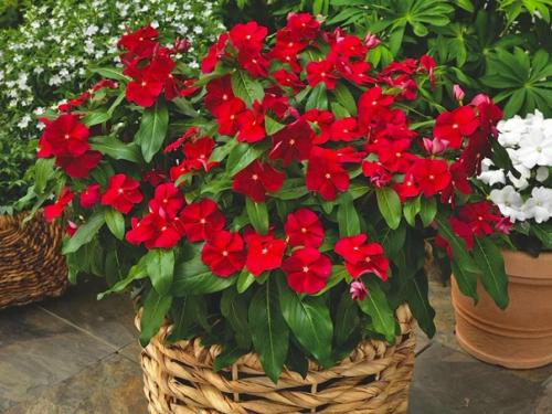 Жизнерадостная красота катарантуса. 01 Жизнерадостная красота катарантуса. 01