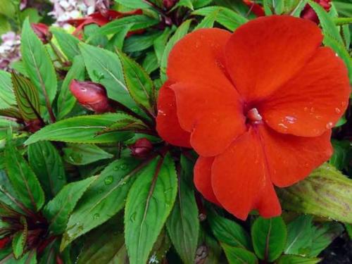 Бальзамин.  Он же Ванька мокрый. 02