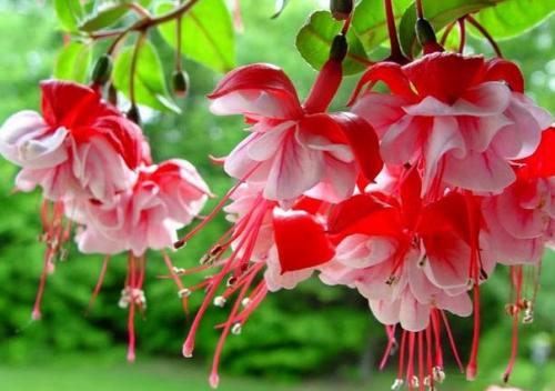 Неповторимая фуксия. Цветы уже давно стали неотъемлемой частью интерьера многих квартир и домов. 05