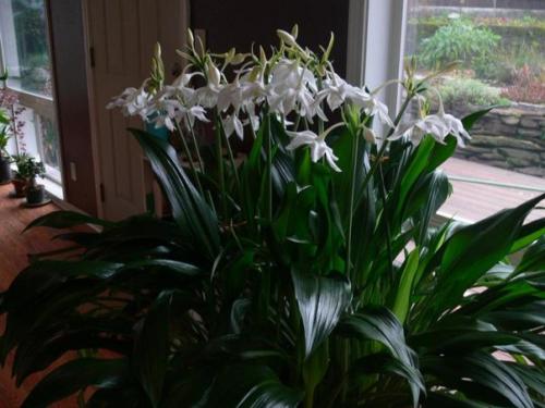 Разбираемся в цветах: почему не цветет эухарис в домашних условиях. 03