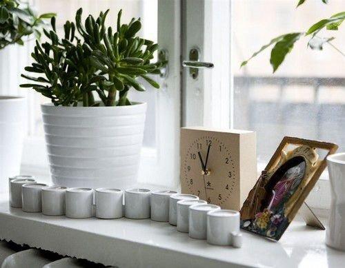 Зеленые экстремалы: 10 Неубиваемых растений для вашего дома. 08