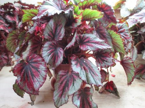 Неприхотливый цветок, пришедший в наши дома и сады из далёких тропиков, привлёк внимание миллионов цветоводов. 07