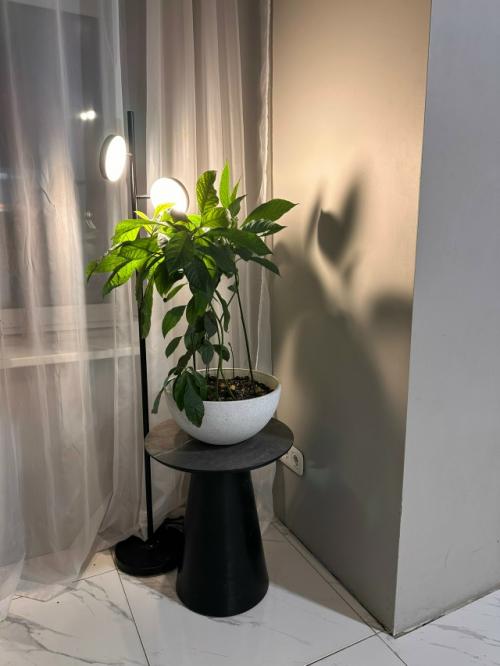 Комнатные цветы. Моя любовь, мое заземление. 06 Комнатные цветы. Моя любовь, мое заземление. 06