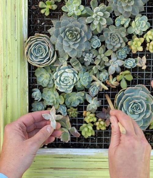 Фотошпаргалка?  Создание картин из растений. 07