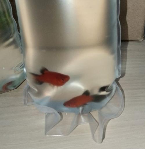 Появление ребёнка оживляет атмосферу любого жилища. 03