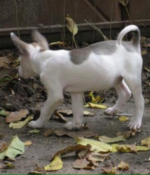 Олечка стрельцова. Ольга 0990736201.