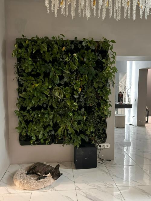 Комнатные цветы. Моя любовь, мое заземление. 02 Комнатные цветы. Моя любовь, мое заземление. 02