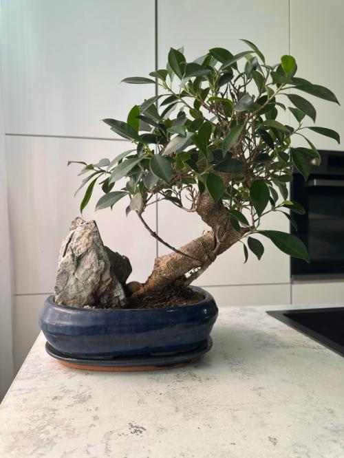 Комнатные цветы. Моя любовь, мое заземление. 05 Комнатные цветы. Моя любовь, мое заземление. 05