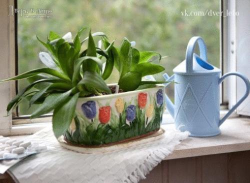 15 растений специально для лентяев. 08