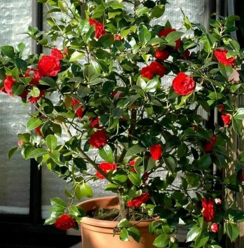 Красавица камелия - королева домашних цветов. 02 Красавица камелия - королева домашних цветов. 02