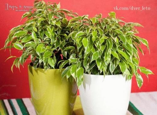 15 растений специально для лентяев. 02
