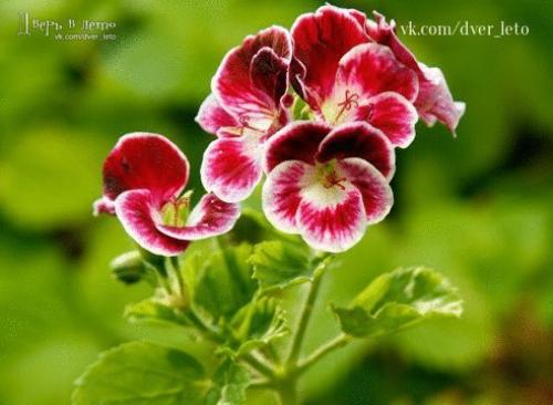 15 растений специально для лентяев. 04