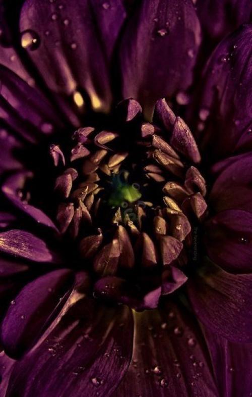 Доброго и солнечного вам осеннего утра? 05