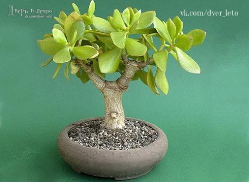 15 растений специально для лентяев. 01