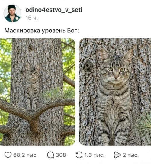 Люди начали показывать, как их домашние питомцы умеют маскироваться.  